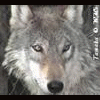 Werewolf the Apocalypse/The Forsaken - last post by Aerinos